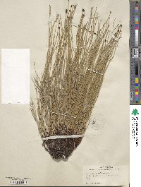 Equisetum palustre image