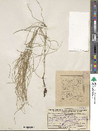 Equisetum palustre image