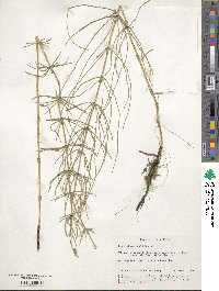 Equisetum palustre image