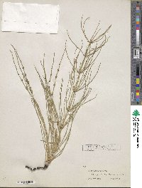 Equisetum palustre image