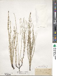 Equisetum palustre image