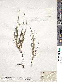 Equisetum palustre image