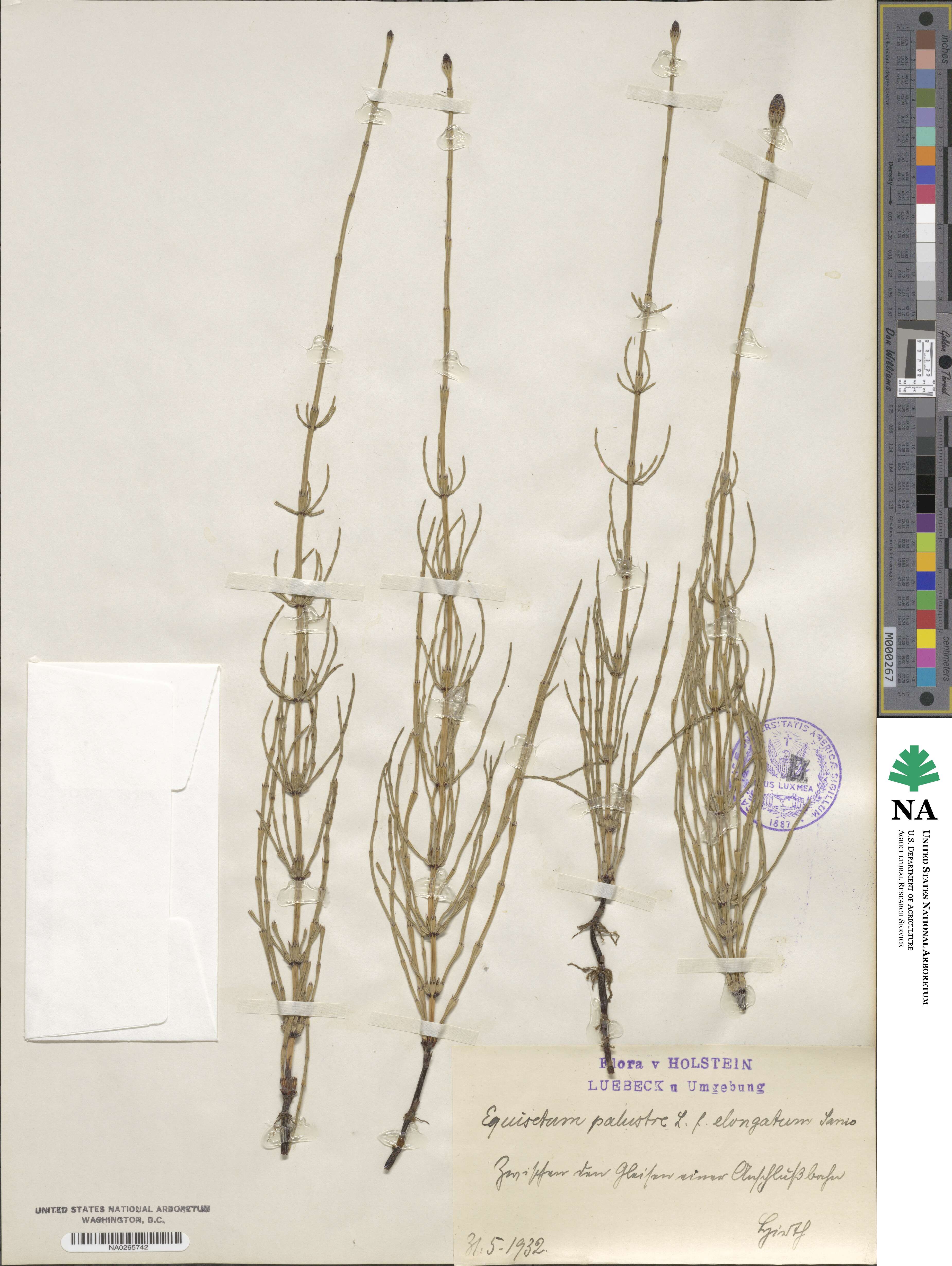 Equisetum palustre image