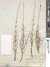 Equisetum palustre image