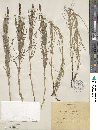 Equisetum palustre image