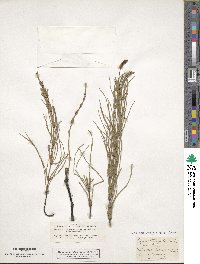 Equisetum palustre image