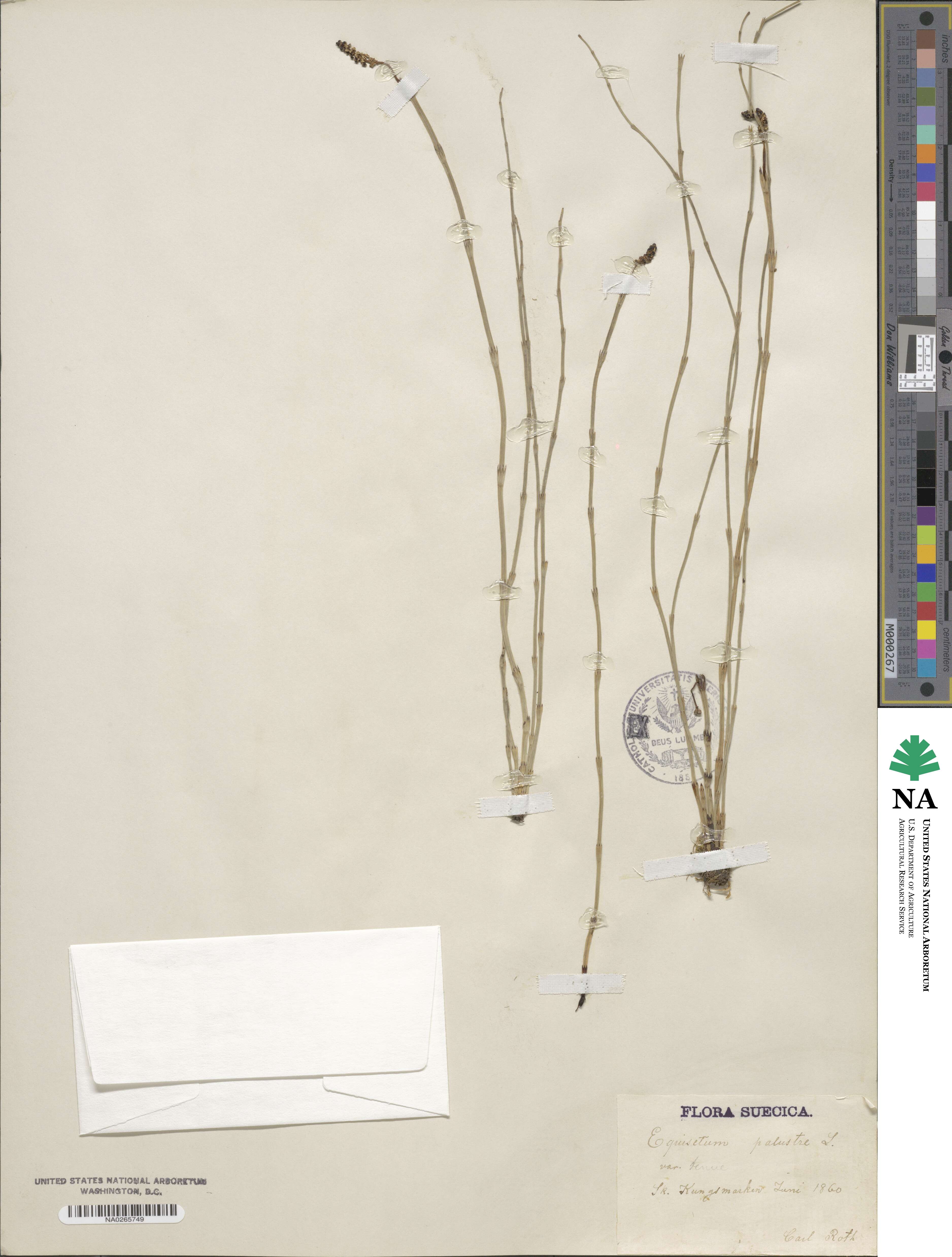 Equisetum palustre image