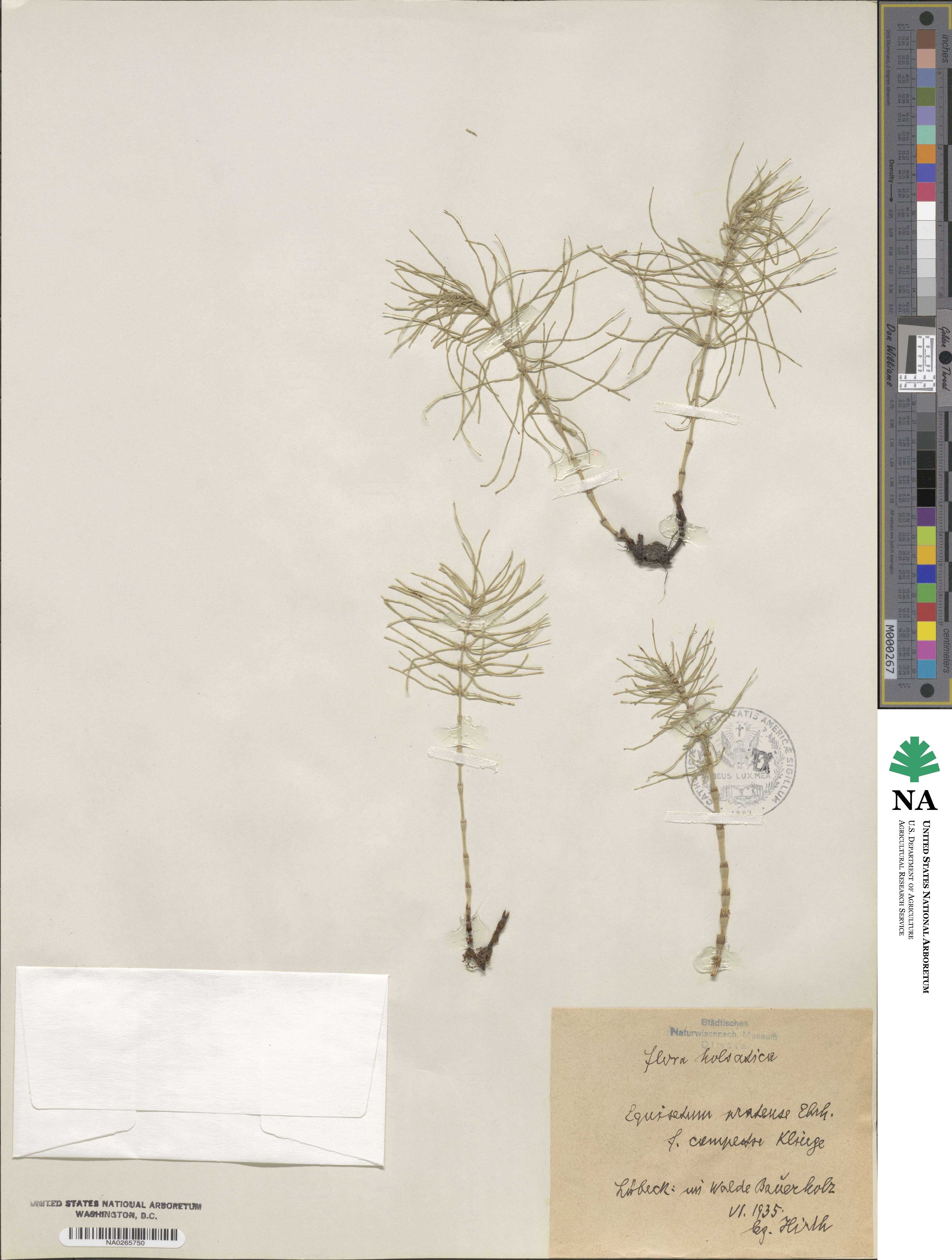 Equisetum pratense image