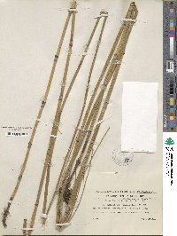 Equisetum ramosissimum image