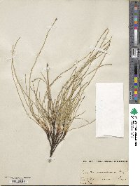 Equisetum ramosissimum image