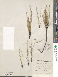 Equisetum ramosissimum image