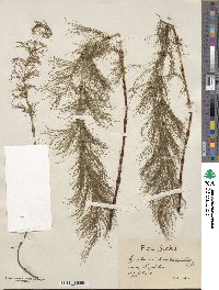 Equisetum sylvaticum image