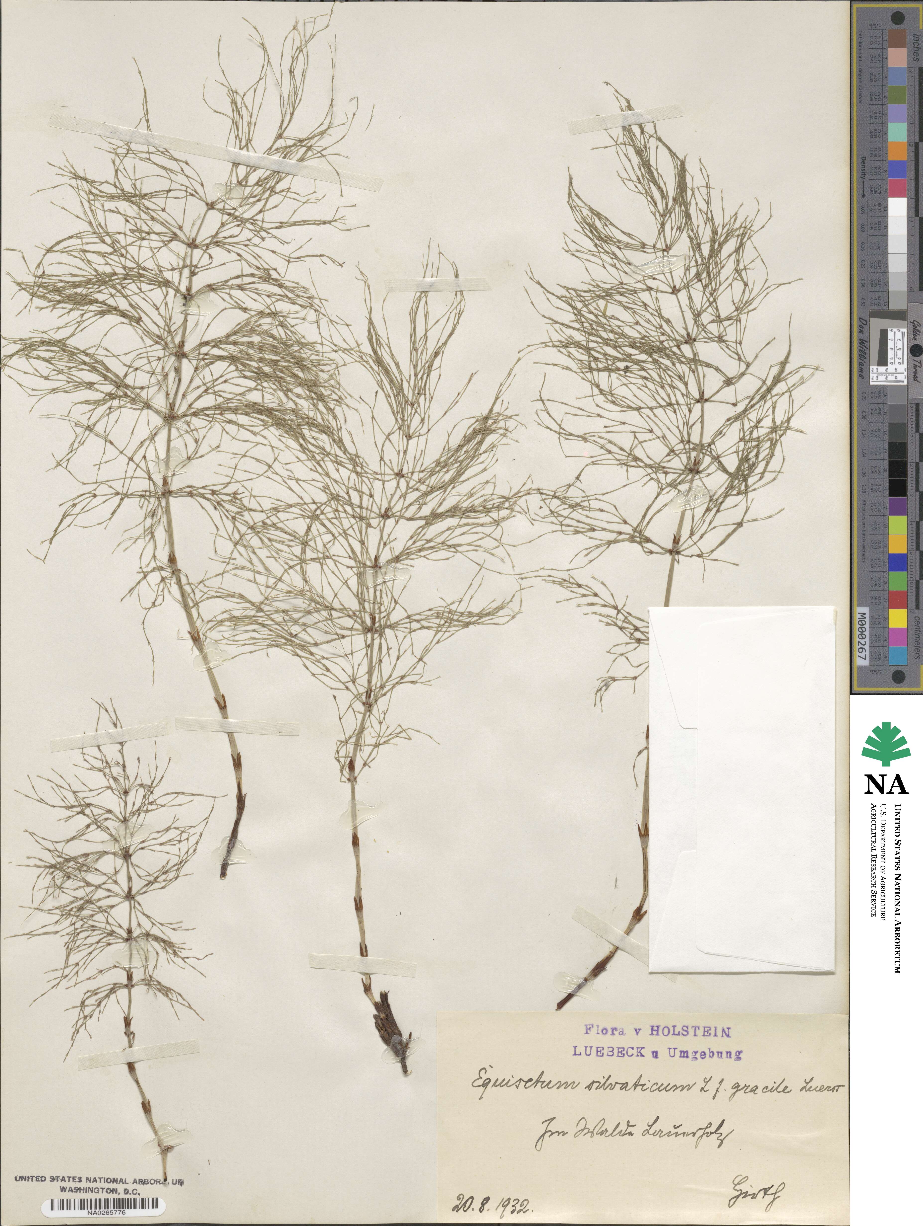 Equisetum sylvaticum image
