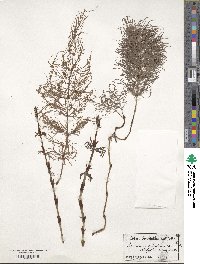 Equisetum sylvaticum image