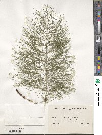 Equisetum sylvaticum image