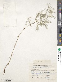 Equisetum sylvaticum image