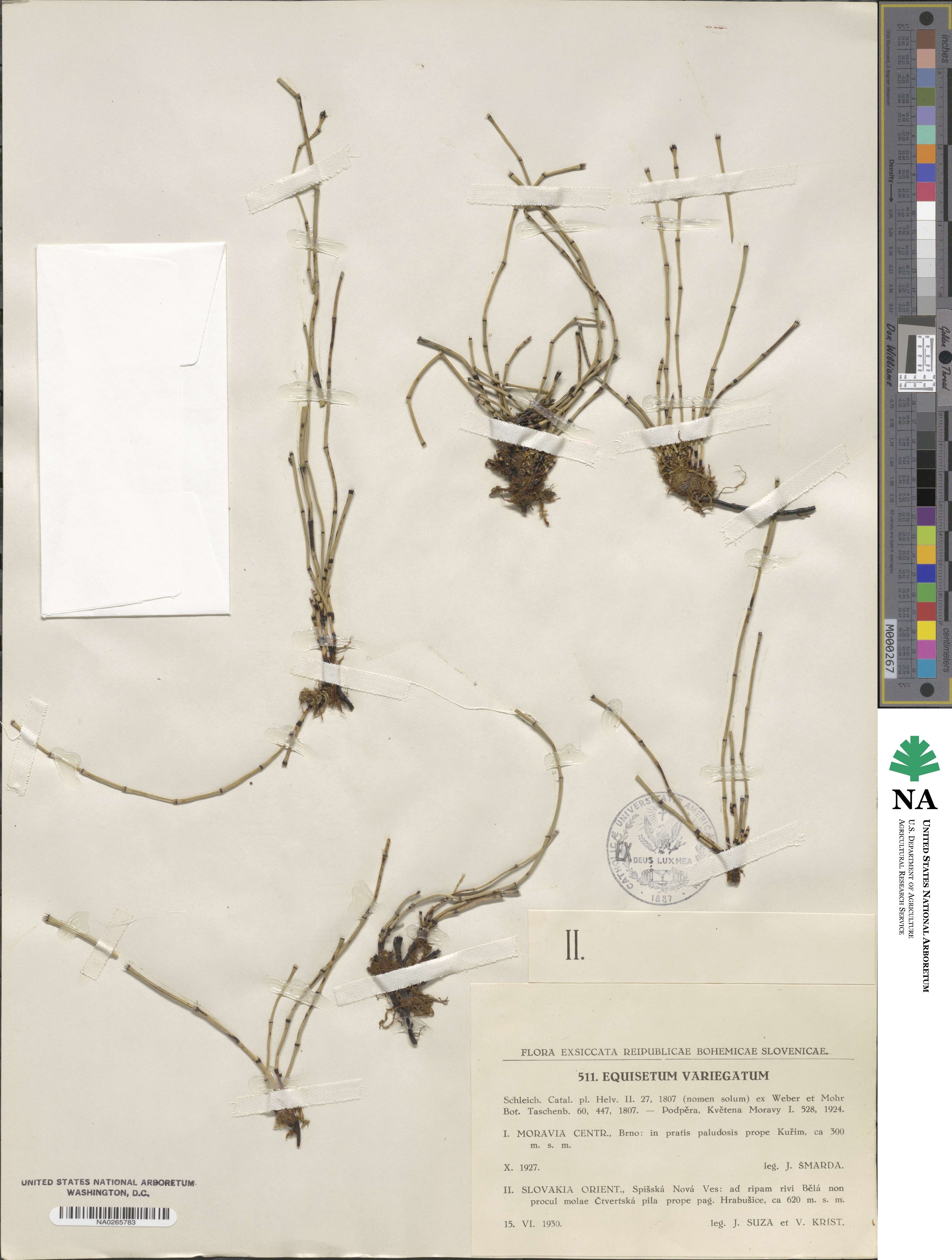 Equisetum variegatum image