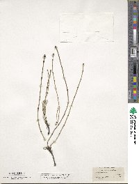 Equisetum variegatum image