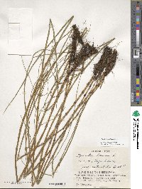 Equisetum fluviatile image