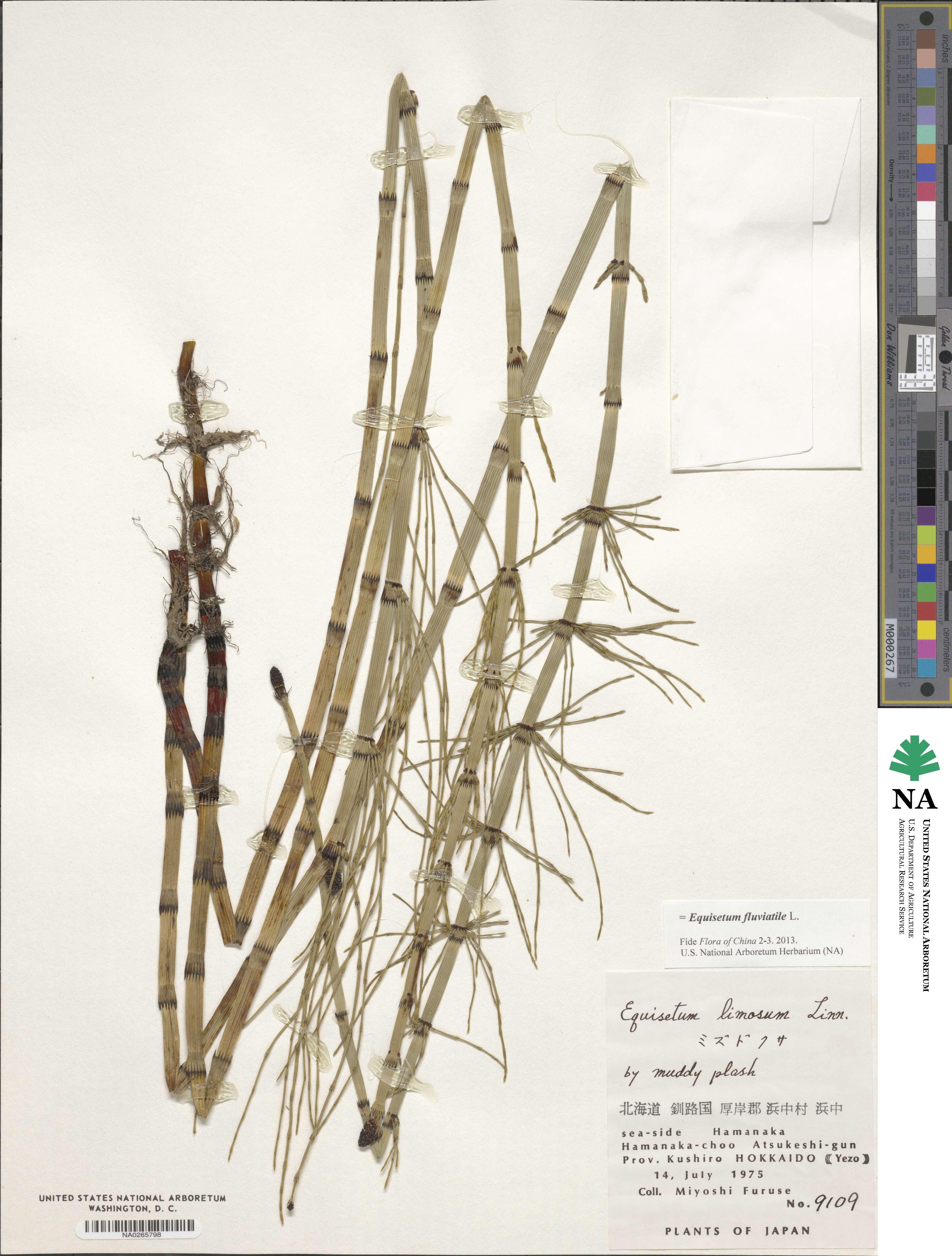 Equisetum fluviatile image