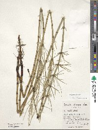 Equisetum fluviatile image