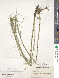 Equisetum fluviatile image