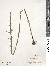 Equisetum fluviatile image