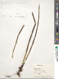 Equisetum hyemale image