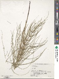 Equisetum palustre image