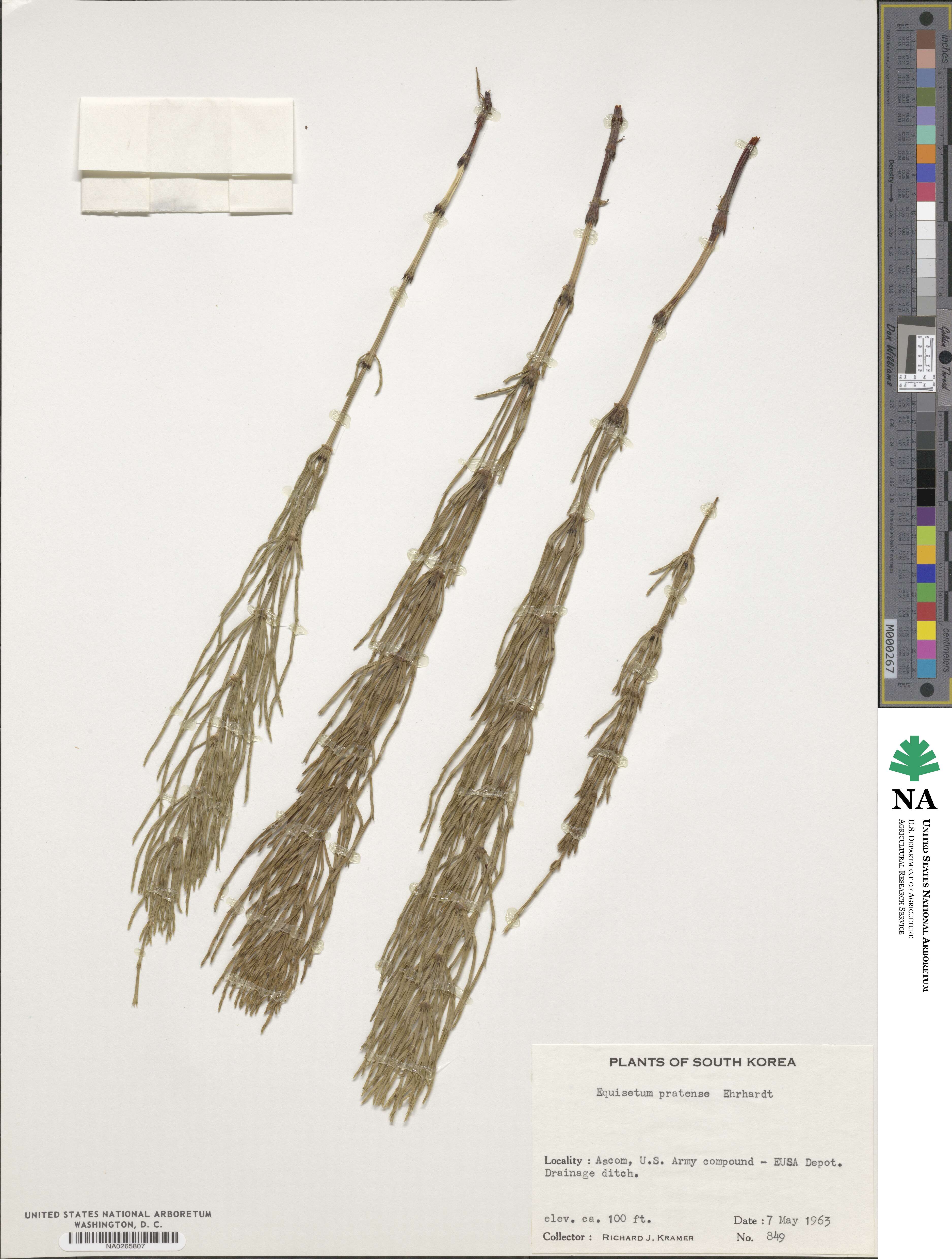 Equisetum pratense image