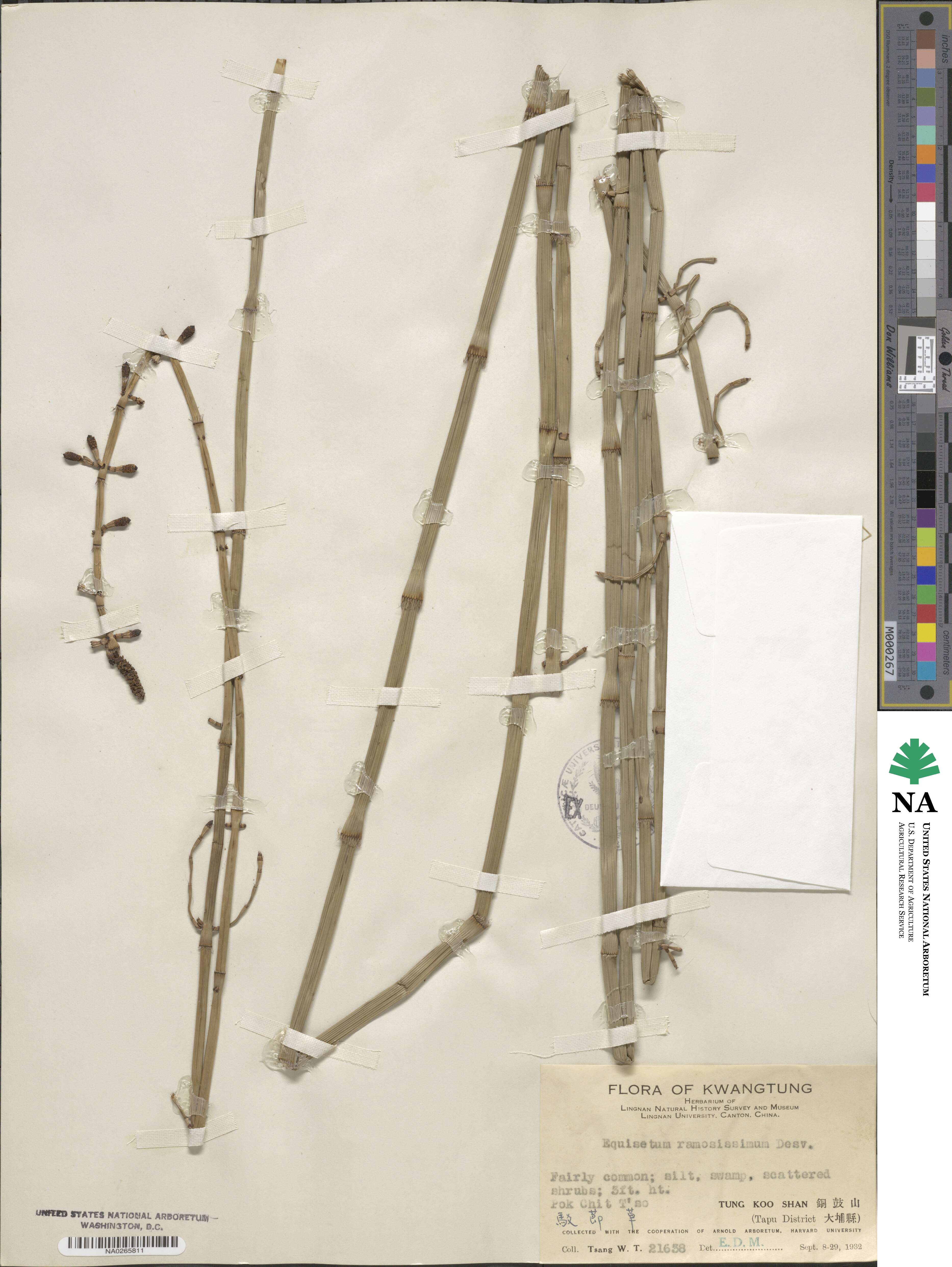 Equisetum ramosissimum subsp. ramosissimum image