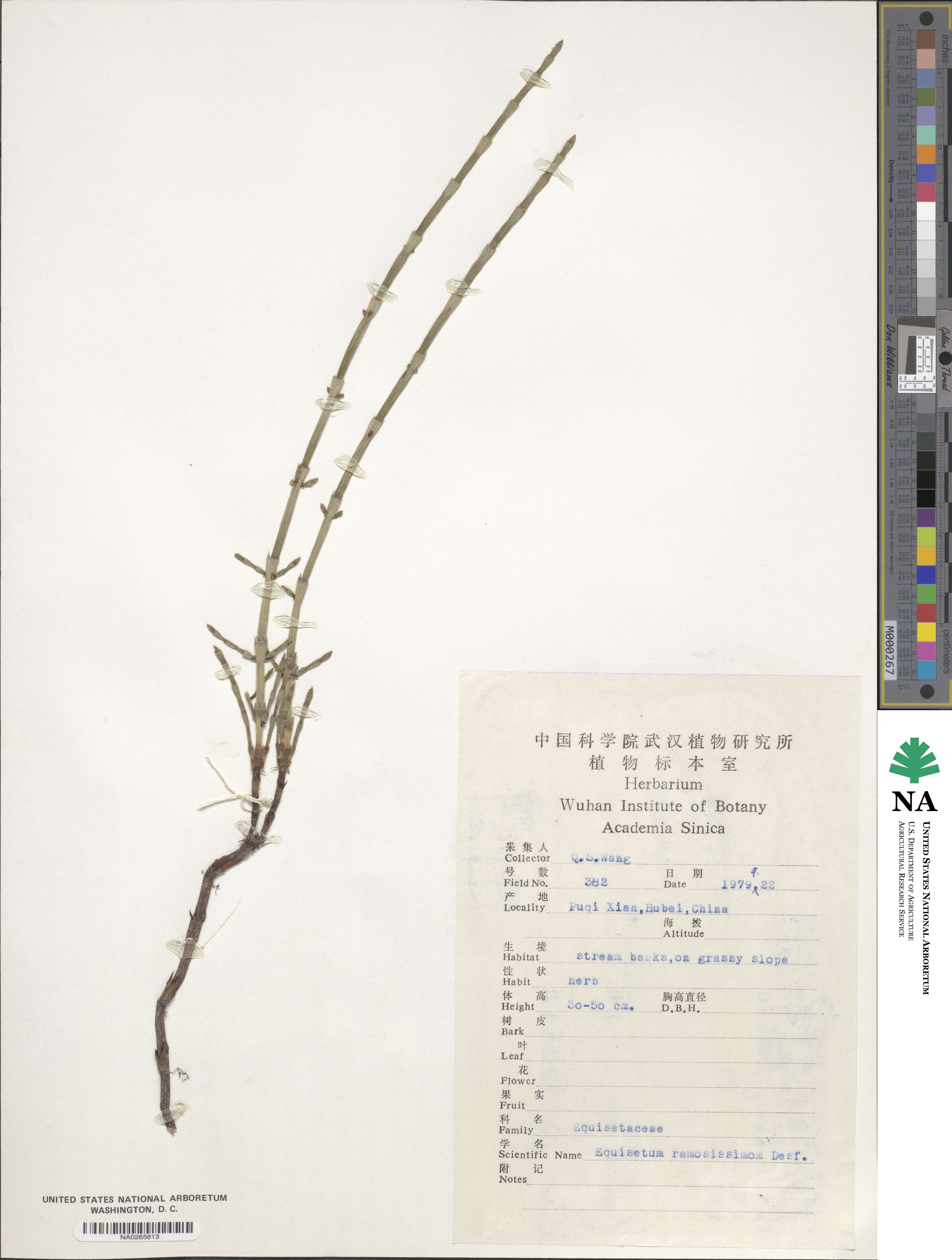 Equisetum ramosissimum image