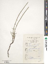 Equisetum ramosissimum image