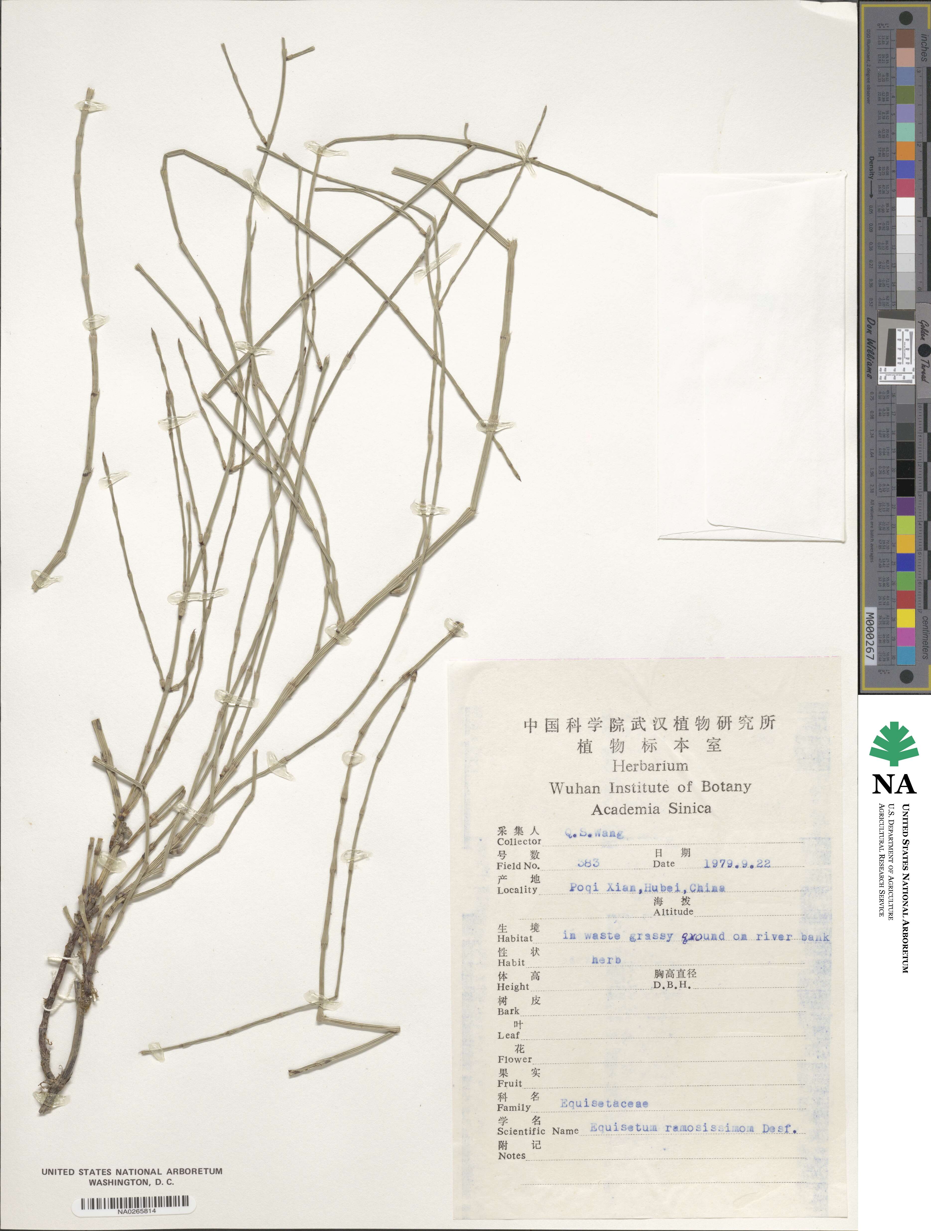 Equisetum ramosissimum image