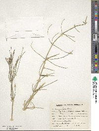 Equisetum ramosissimum subsp. ramosissimum image