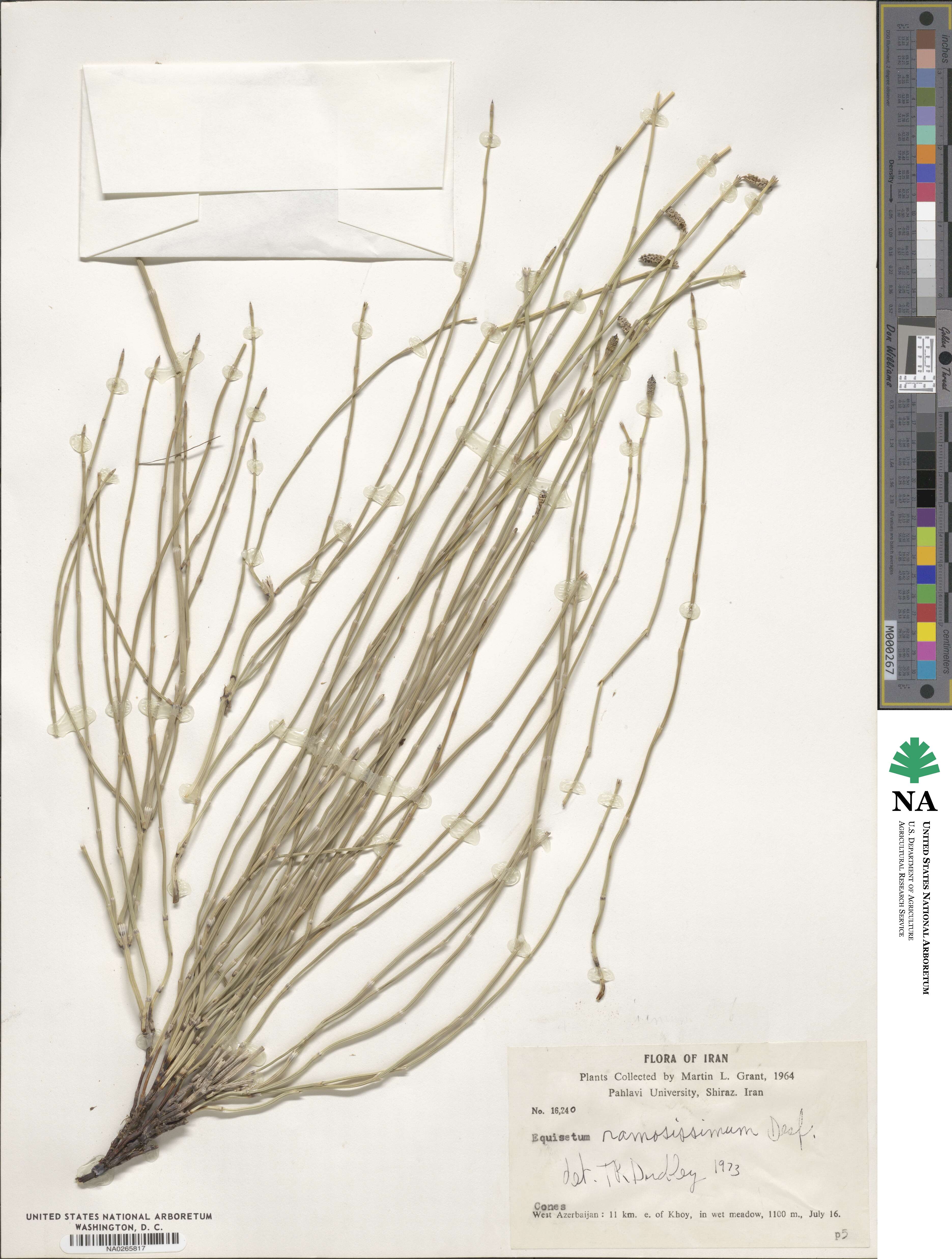 Equisetum ramosissimum image