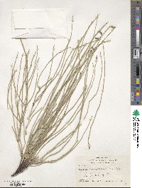 Equisetum ramosissimum subsp. ramosissimum image