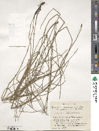 Equisetum ramosissimum image