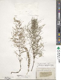 Equisetum hyemale subsp. affine image