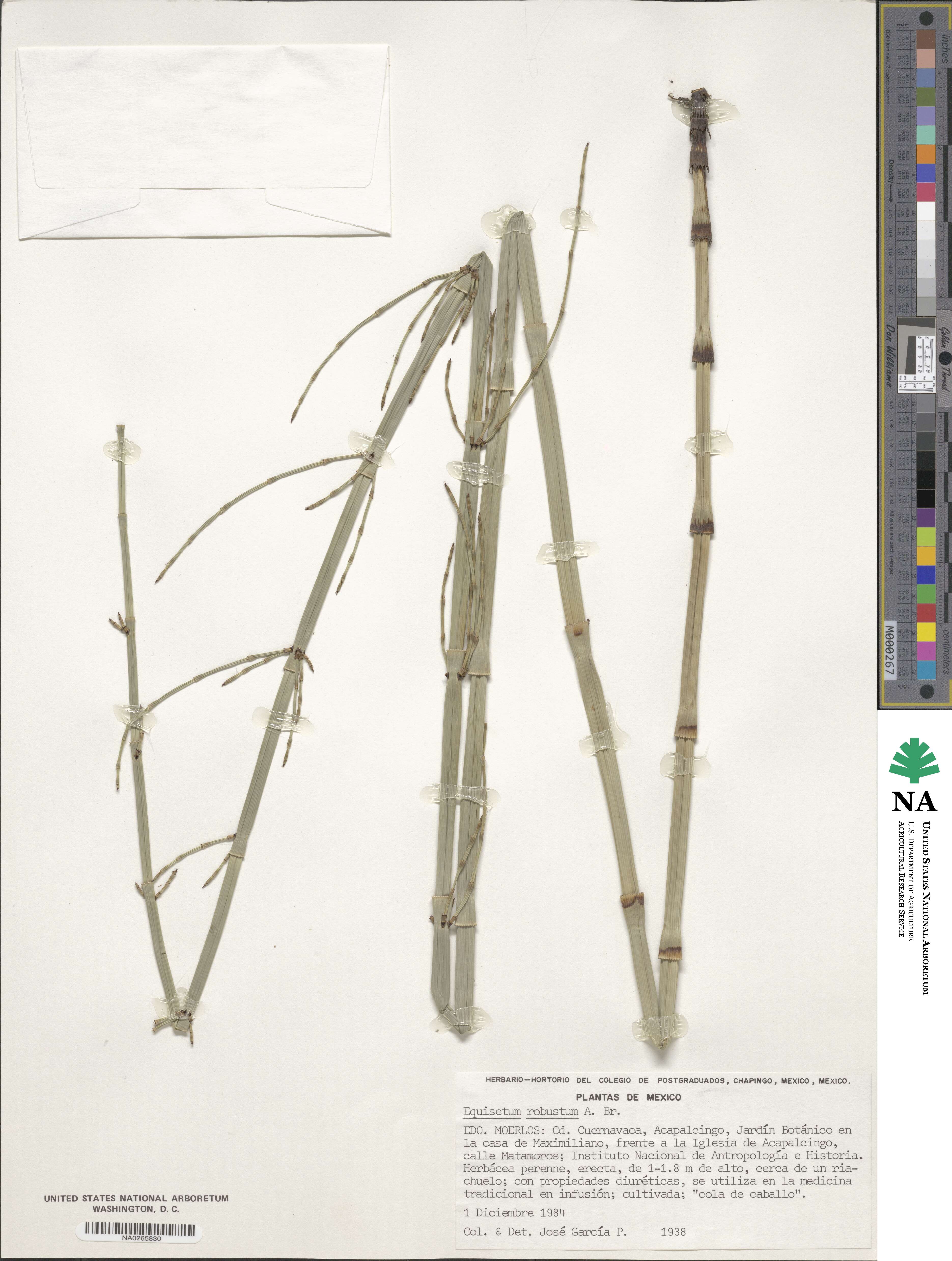 Equisetum hyemale subsp. affine image