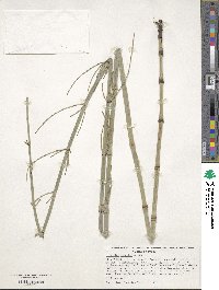 Equisetum hyemale subsp. affine image