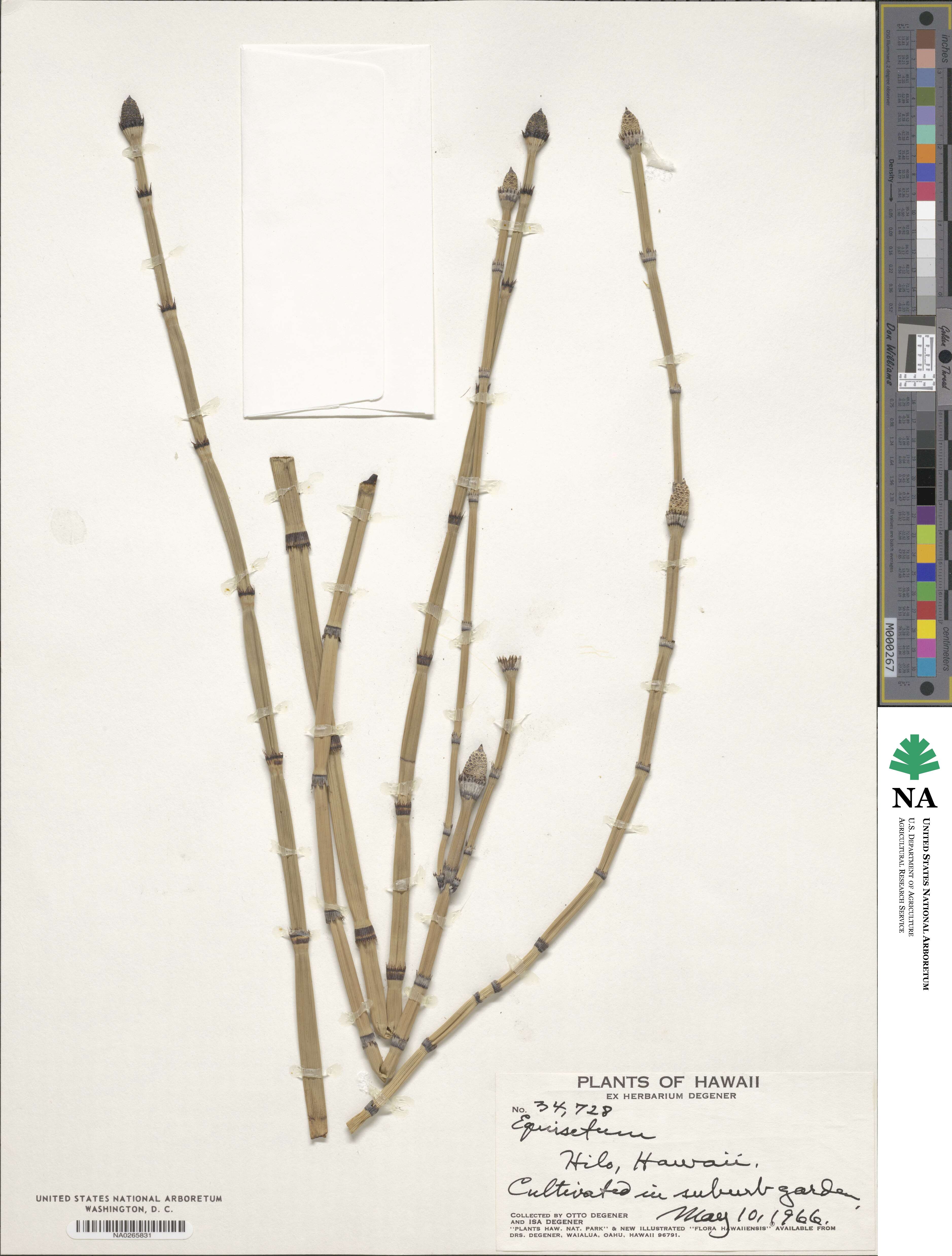 Equisetum image