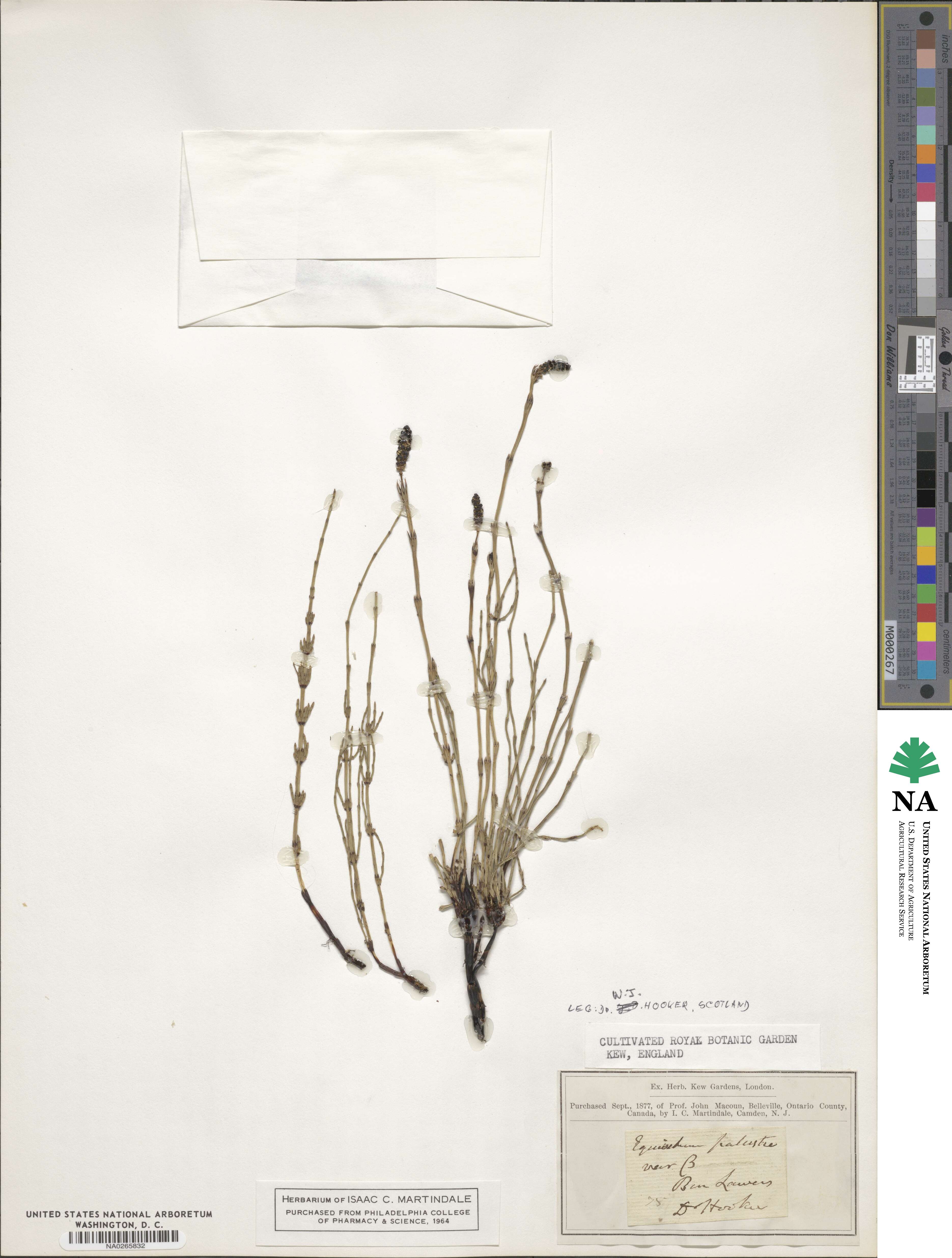 Equisetum palustre image