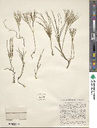 Psilotum nudum image