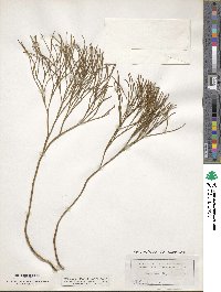 Psilotum nudum image