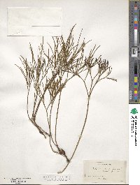 Psilotum nudum image