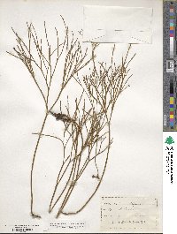 Psilotum nudum image