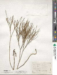 Psilotum nudum image