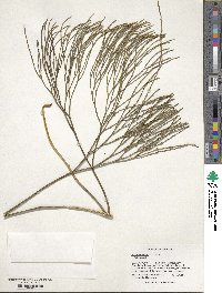 Psilotum nudum image