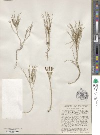 Psilotum nudum image